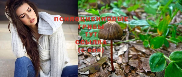 стаф Аркадак